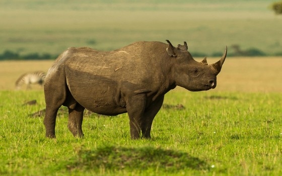 Rhino Crater Taswira Africa