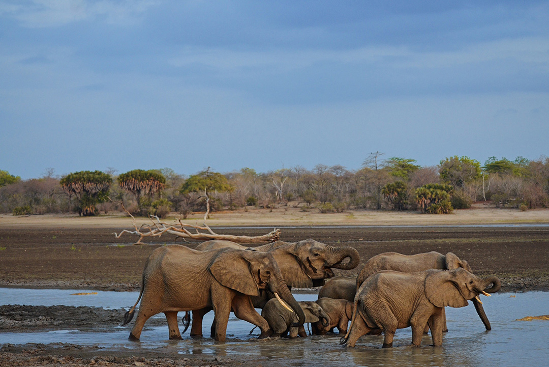 Selous004