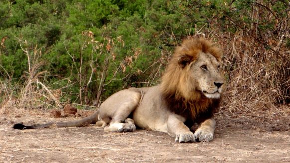 Selous Lions 582x327