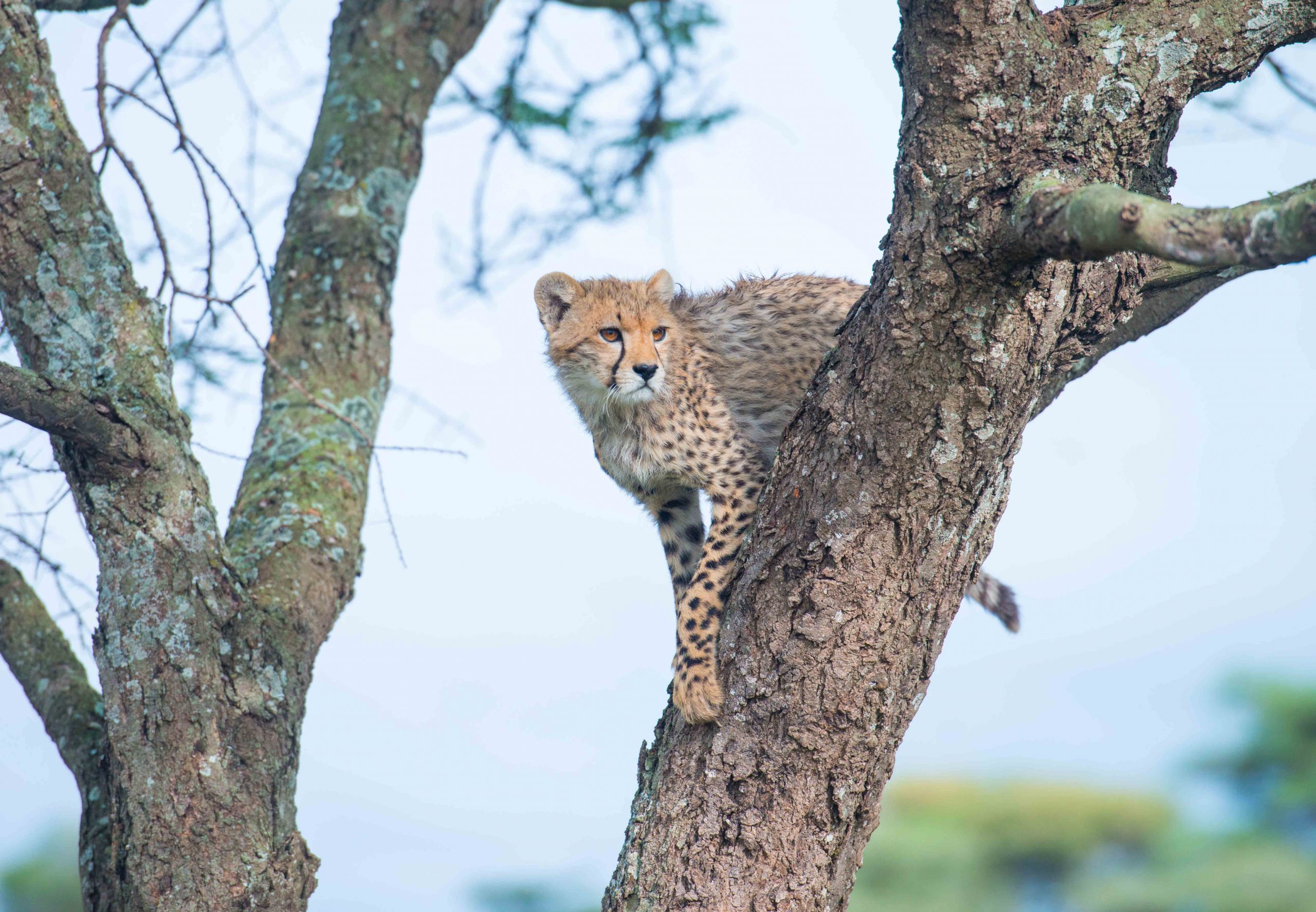 Africa, Tanzania, Sanctuary Kusini