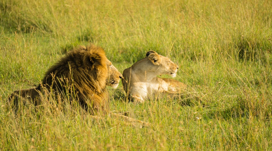Tanzania Solely Tours Tanzania Wildlife Safaris (103)
