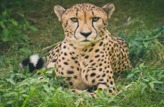 The Best 5 Days Tanzania Private Safari: Serengeti, Ngorongoro Crater, Lake Manyara, & Tarangire