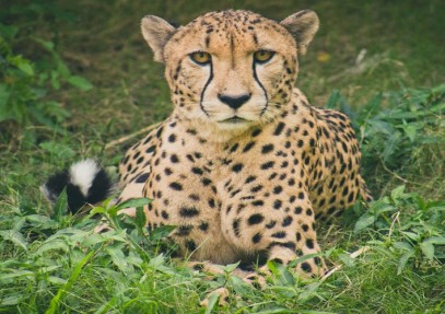 The Best 5 Days Tanzania Private Safari: Serengeti, Ngorongoro Crater, Lake Manyara, & Tarangire