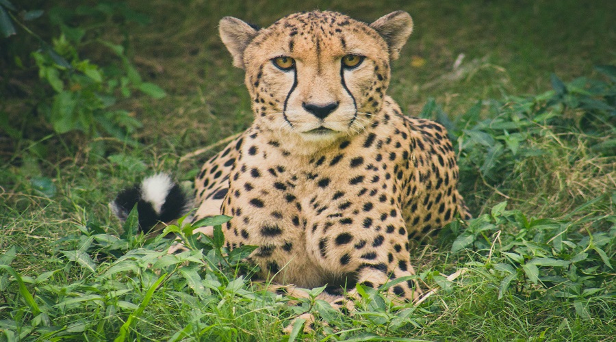 Tanzania Solely Tours Tanzania Wildlife Safaris (23)