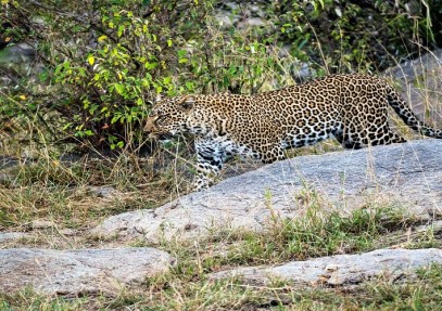 3 Days Tanzania Serengeti & Ngorongoro Crater Safari