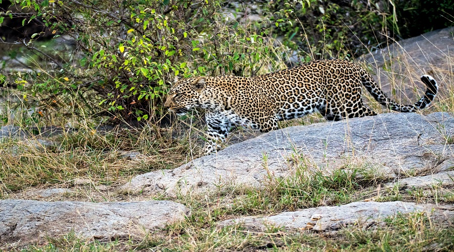 Tanzania Solely Tours Tanzania Wildlife Safaris (39)