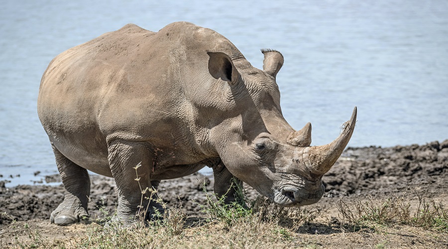 Tanzania Solely Tours Tanzania Wildlife Safaris (41)