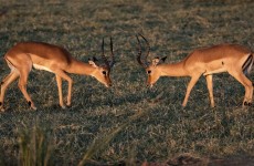 2 Days Tanzania Lake Manyara & Ngorongoro Crater Safari