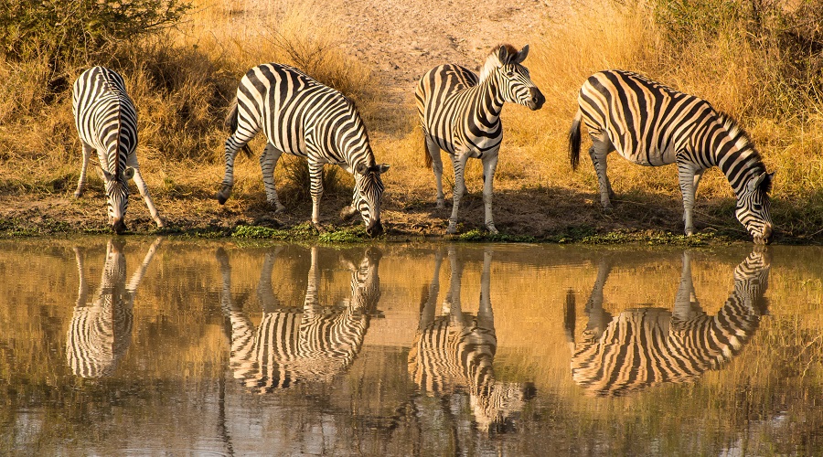Tanzania Solely Tours Tanzania Wildlife Safaris (45)