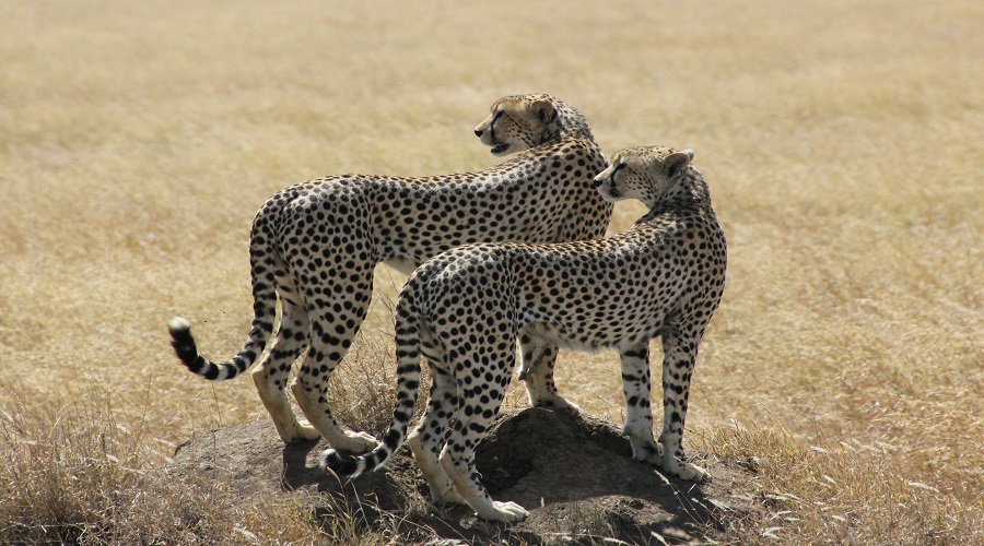 Tanzania Solely Tours Tanzania Wildlife Safaris (46)