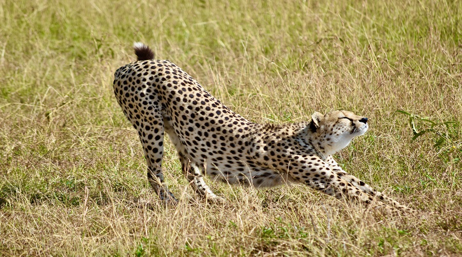 Tanzania Solely Tours Tanzania Wildlife Safaris (53)