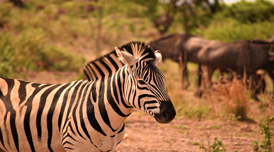 Tanzania Solely Tours Tanzania Wildlife Safaris (57)