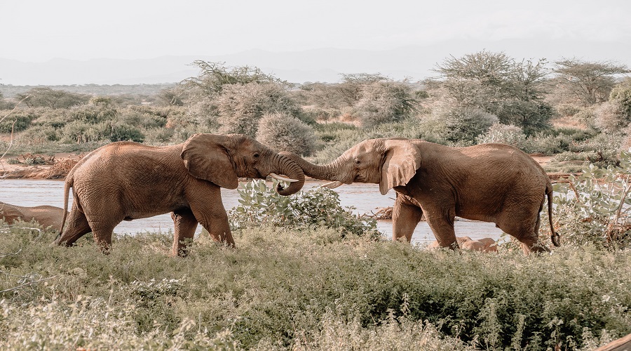 Tanzania Solely Tours Tanzania Wildlife Safaris (60)