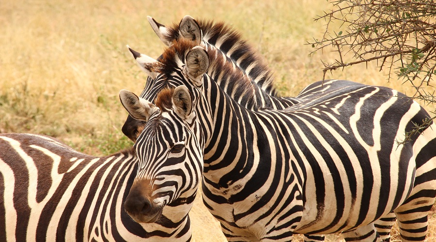 Tanzania Solely Tours Tanzania Wildlife Safaris (66)