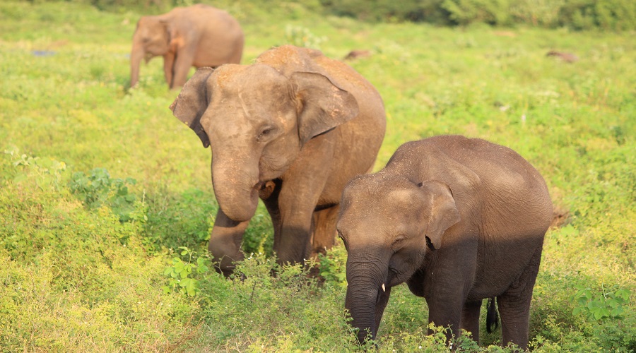 Tanzania Solely Tours Tanzania Wildlife Safaris (67)