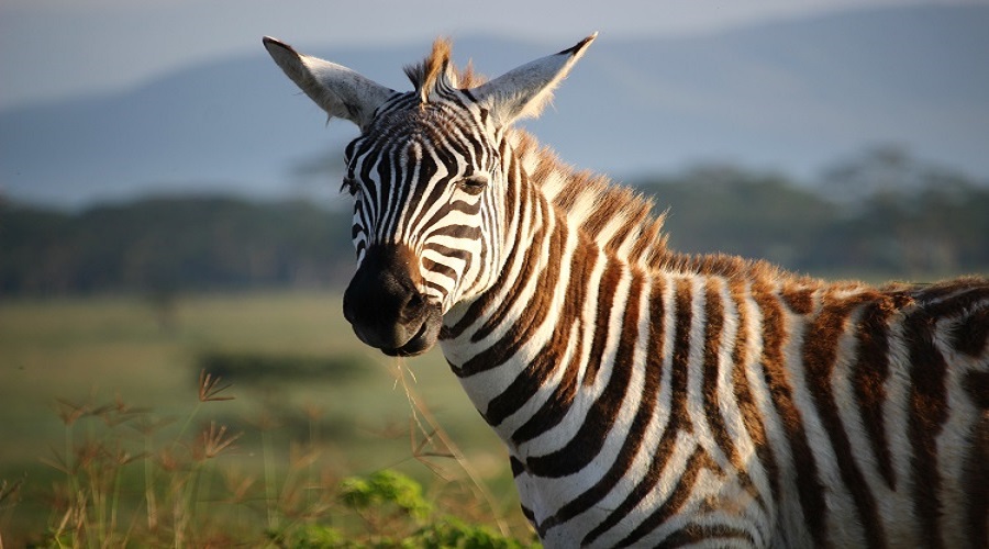 Tanzania Solely Tours Tanzania Wildlife Safaris (68)