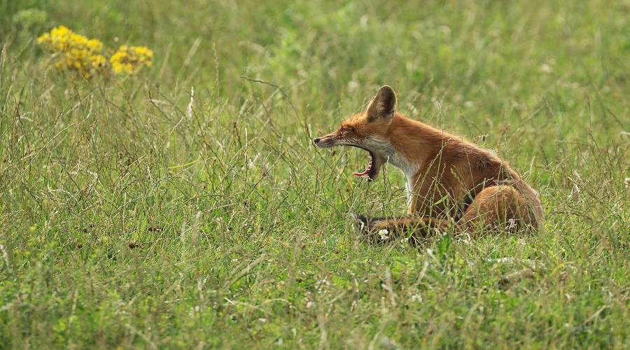 Tanzania Solely Tours Tanzania Wildlife Safaris (81)