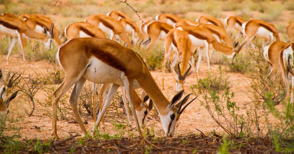Tanzania Solely Tours Tanzania Wildlife Safaris (82)