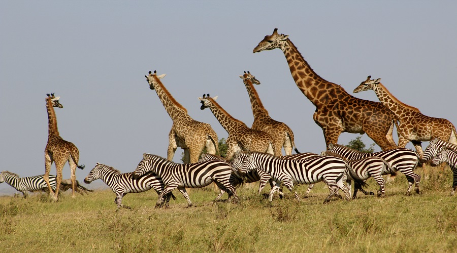 Tanzania Solely Tours Tanzania Wildlife Safaris (83)
