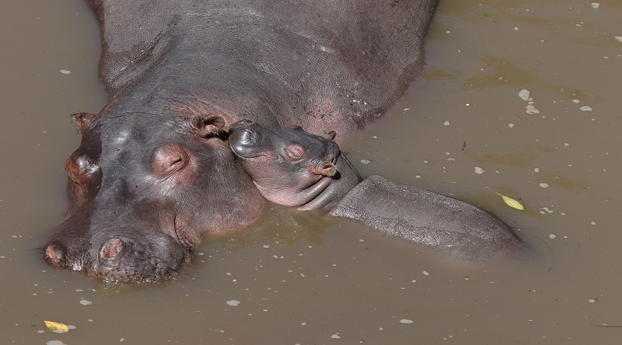 Tanzania Solely Tours Tanzania Wildlife Safaris (84)