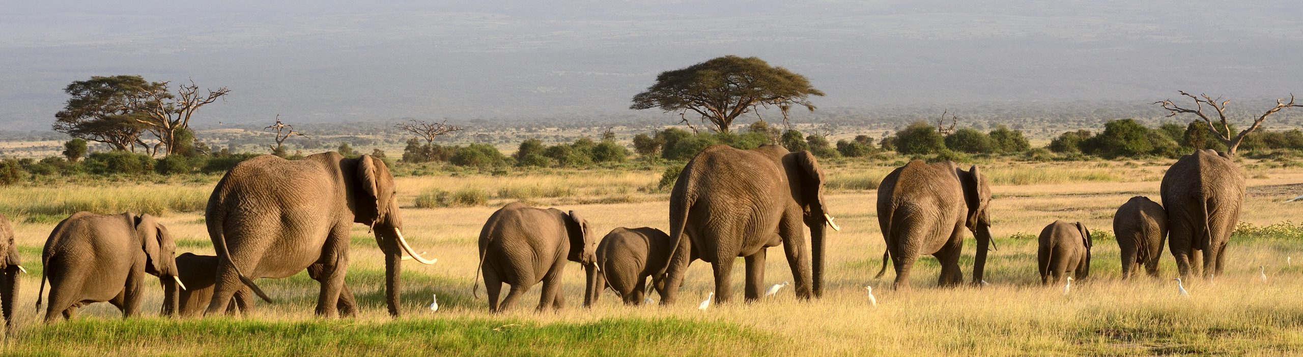 Tarangire Taswira Africa
