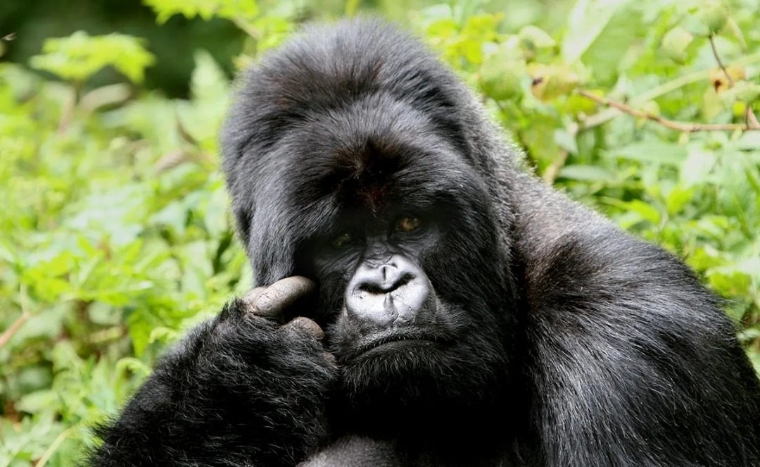 Uagnda Gorilla
