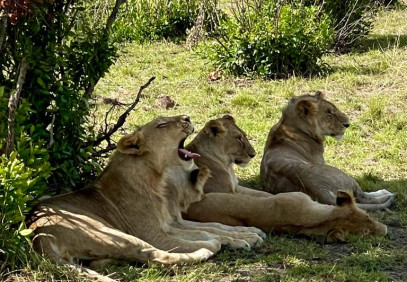 4-Day Tanzania Budget Safari