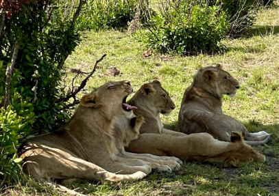 4-Day Tanzania Budget Safari