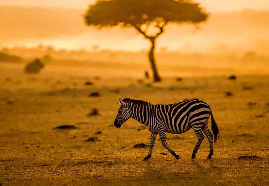 Zebra Tanzania Safari
