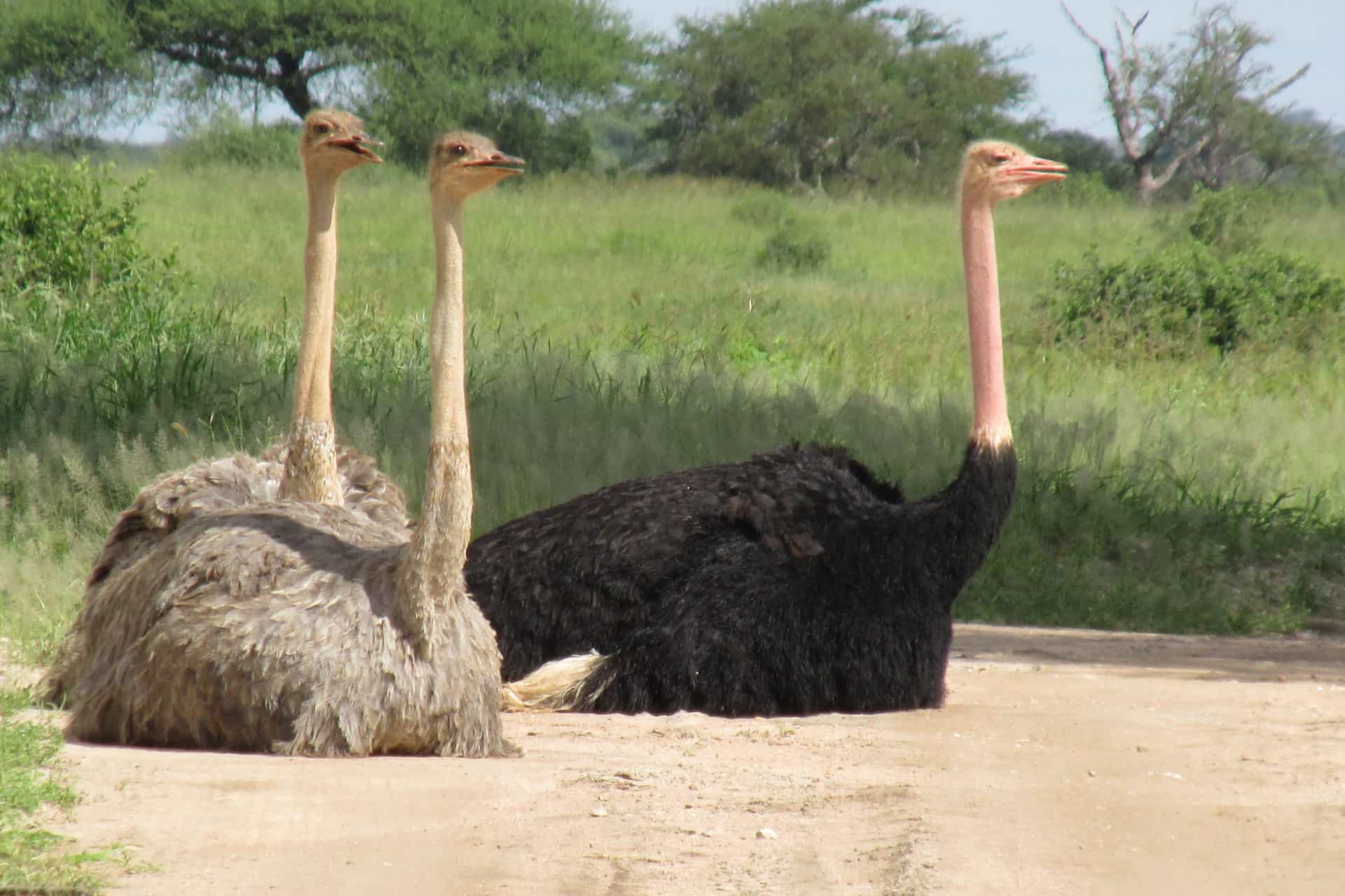 Beach To Bush Safaris