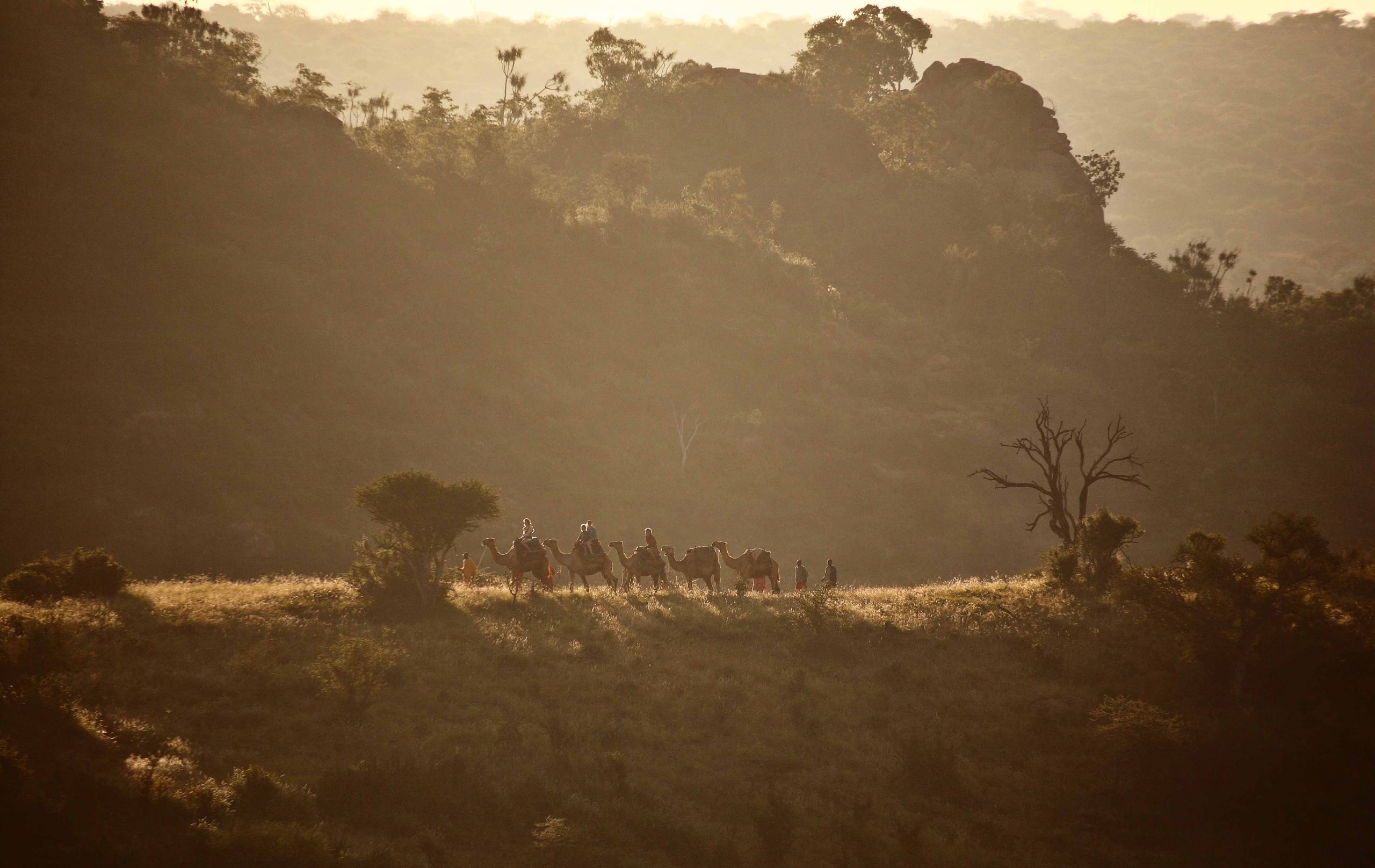Camel Safari (2)