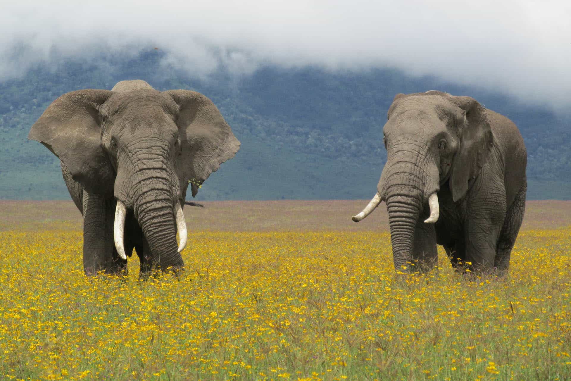 Crater Elephants