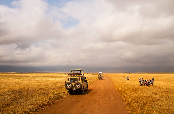 Safari 4x4's Drive Past Zebras In The Ngorongoro Crater In Tanzania.