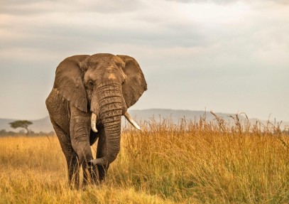 5 Days Tanzania Safari | Serengeti Great Migration