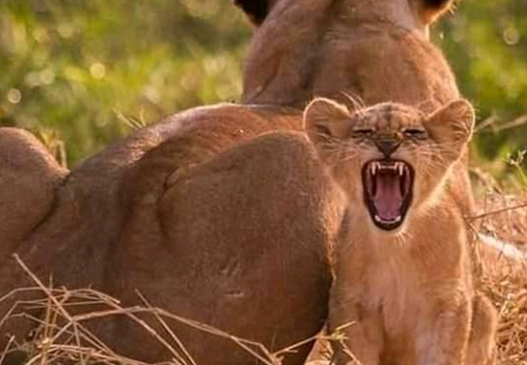 Safari Deal Viewpoint Safaris Itinerary 01