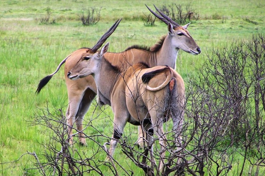 Selous 2