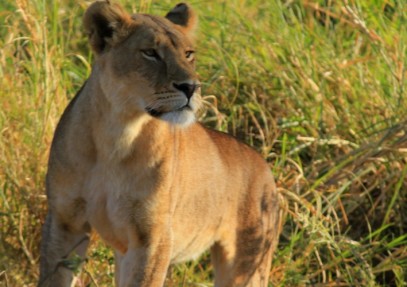 6 Days Tanzania Budget Camping Safari