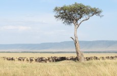 5 Days Tanzania Luxury Safari