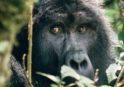 7 Days Wildlife and Primates Safari