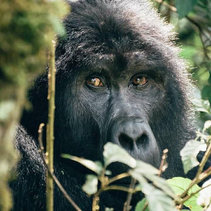 Gorilla Face