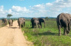 3 Days Safari to Mikumi National Park