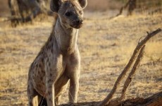 6 Days Selous and Mikumi National Parks