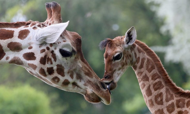 21 Days Explore Uganda Safari 45