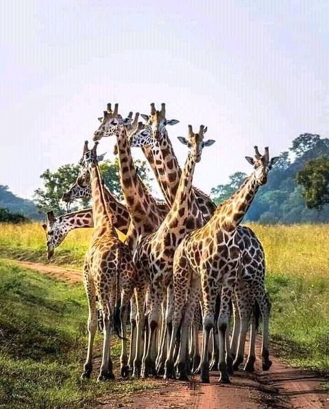 98348181 238989244193267 5736089034678075392 N
