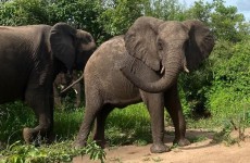 3 Days Safari to Selous Game Reserve