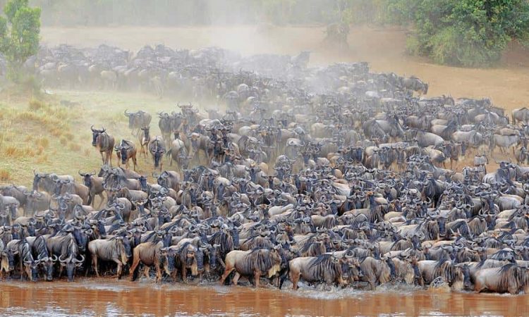 Blue Wildebeest Migration 750x450 (1)