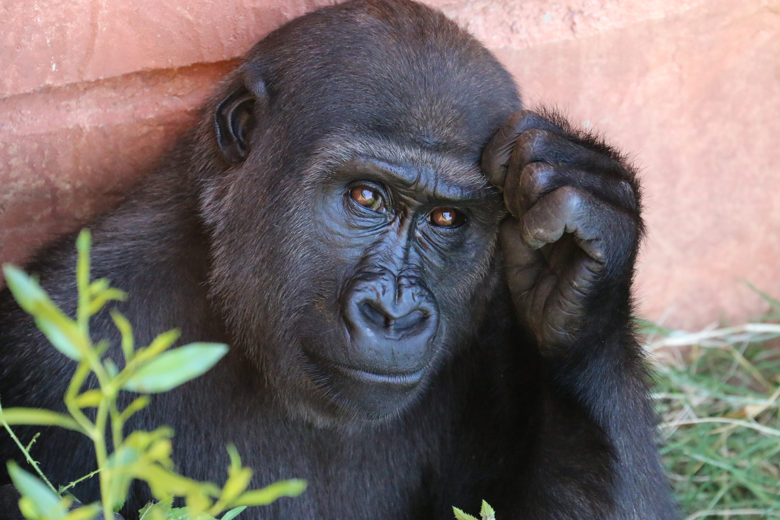 Chimpanzee (1)