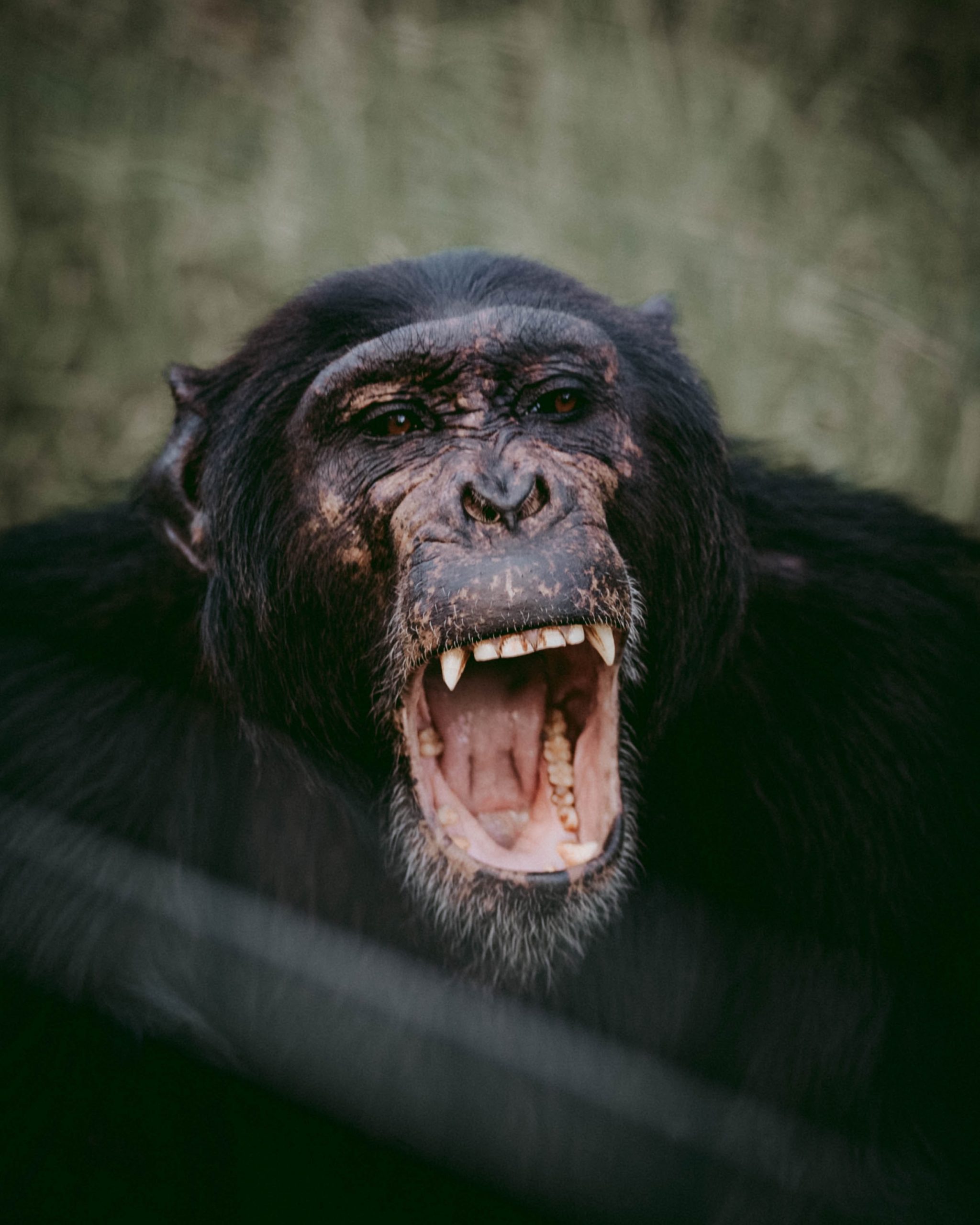 Chimpanzee (5)