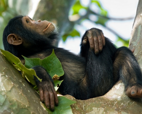 Chimpanzee Tracking In Kyambura Gorge