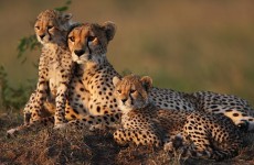 3-Day Masai Mara Superior Lodge Experience